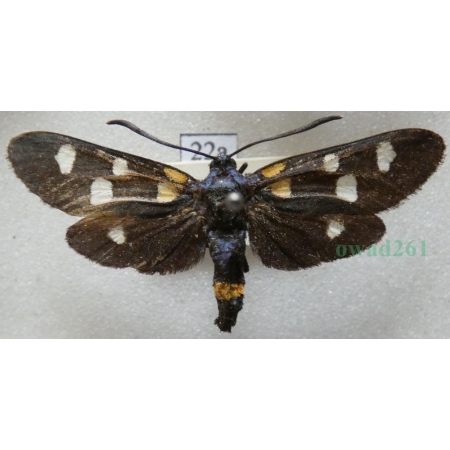 Zygaena ephialtes (Linnaeus, 1767) Kraśnik goryszowiec Deutschland22a